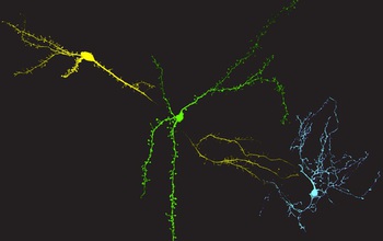 Color image of neurons